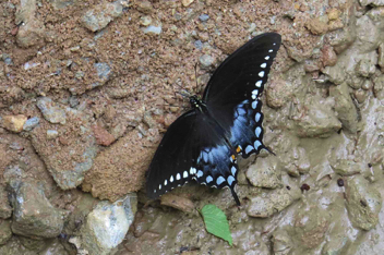 Spicebush Swallowtail - female